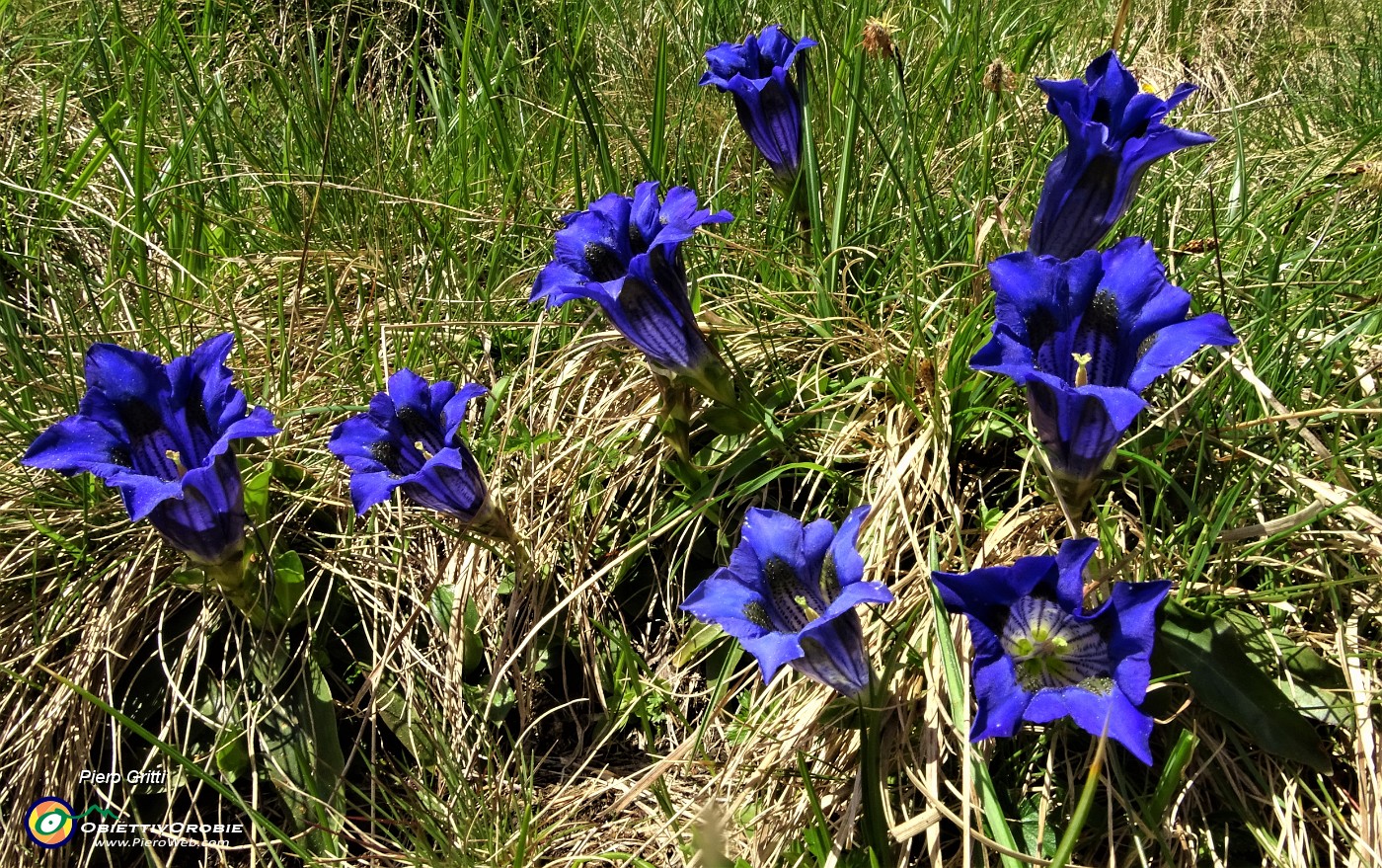 33Genziana di Koch (Gentiana kochiana).JPG